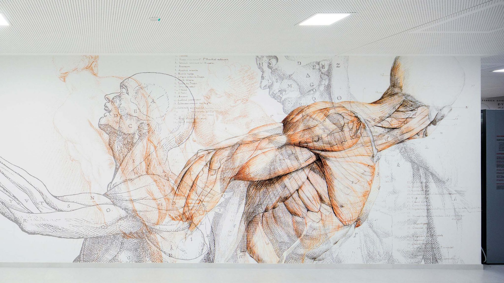 Großflächige Tapete mit anatomischer Darstellung eines Menschen, den Oberarm, Nacken und Torso zeigend
